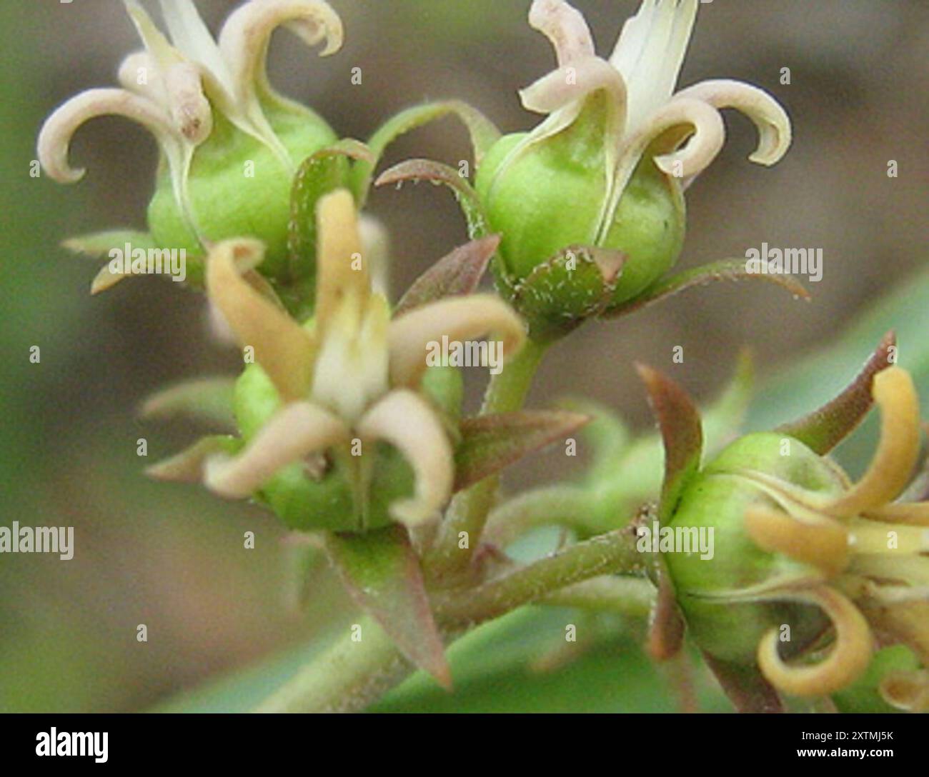 (Stenostelma capense) Plantae Stock Photo - Alamy