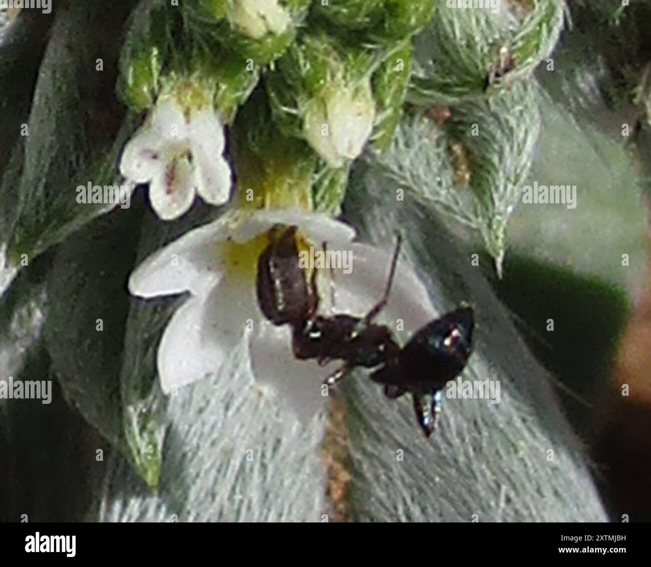 Timid ants hi-res stock photography and images - Alamy