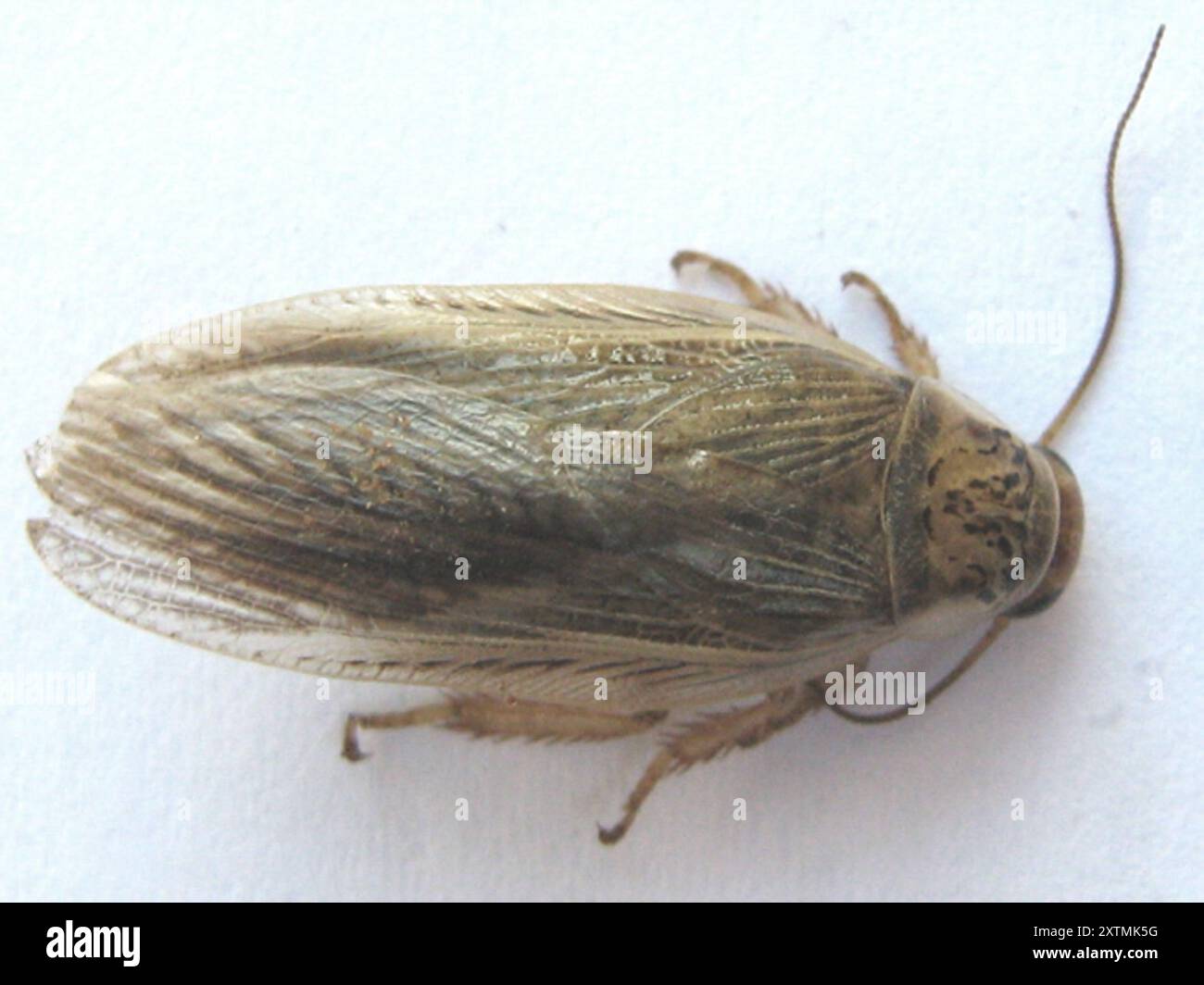 Cockroaches and Termites (Blattodea) Insecta Stock Photo - Alamy