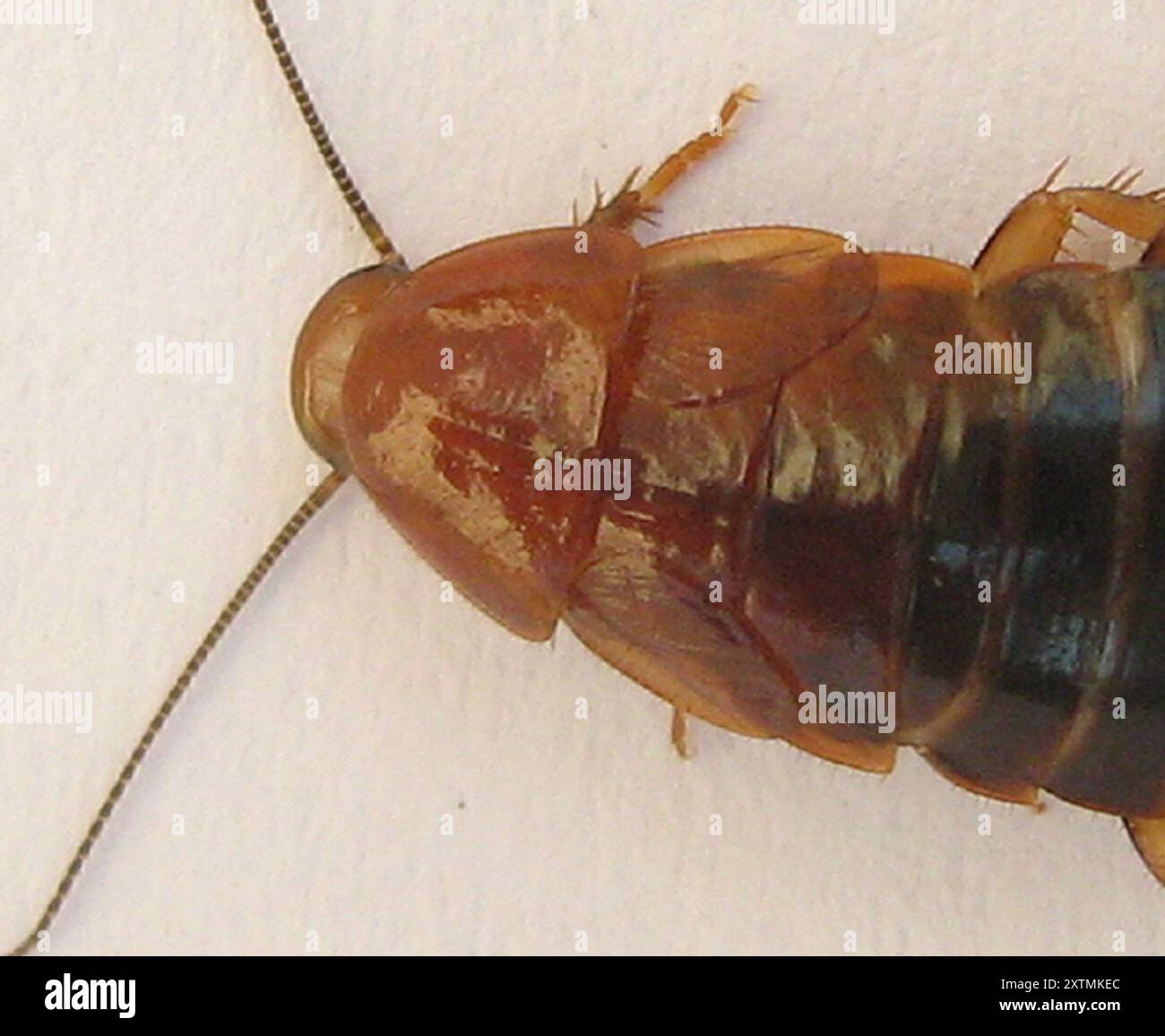 Cockroaches and Termites (Blattodea) Insecta Stock Photo - Alamy