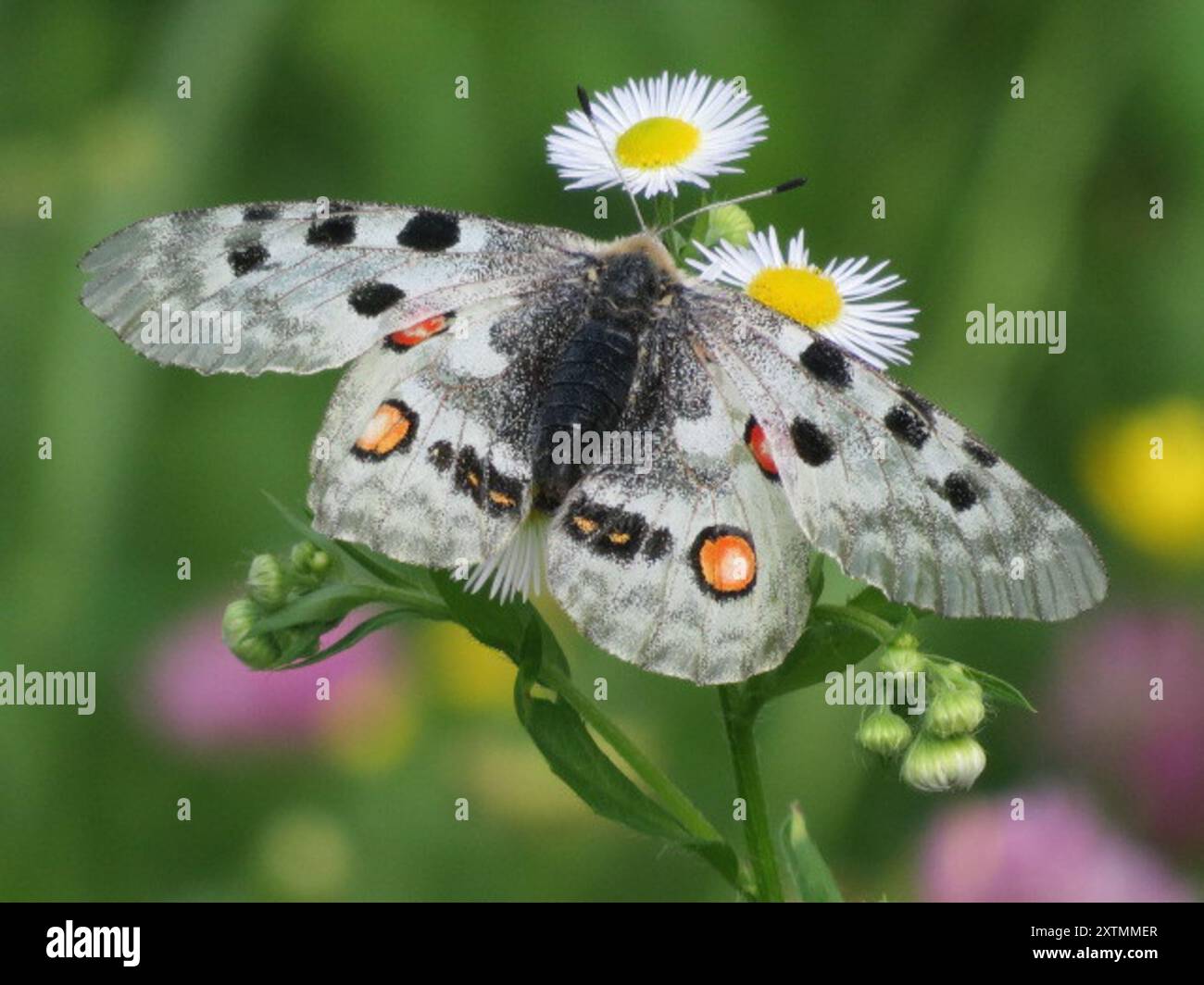 Apollo (Parnassius apollo) Insecta Stock Photo - Alamy