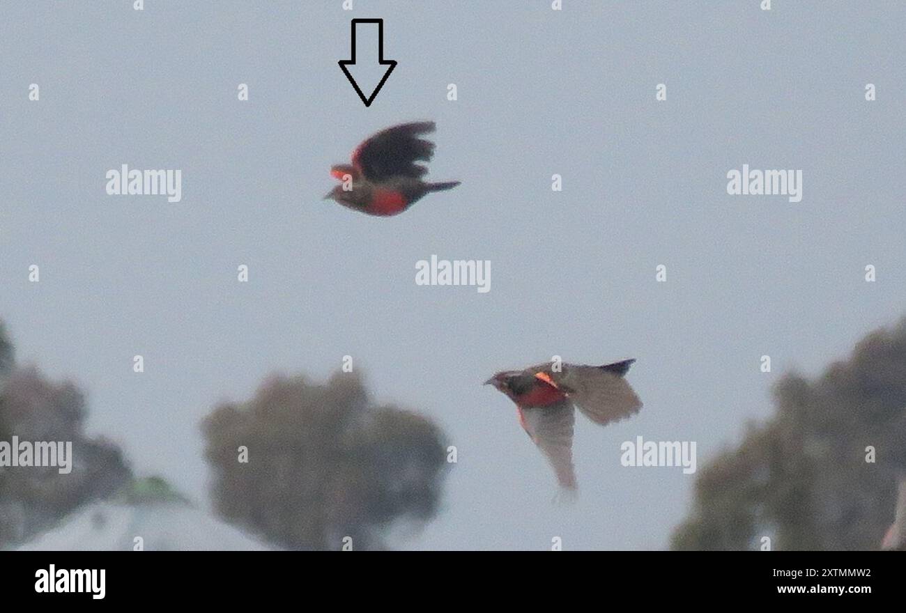 Pampas Meadowlark (Leistes defilippii) Aves Stock Photo Alamy