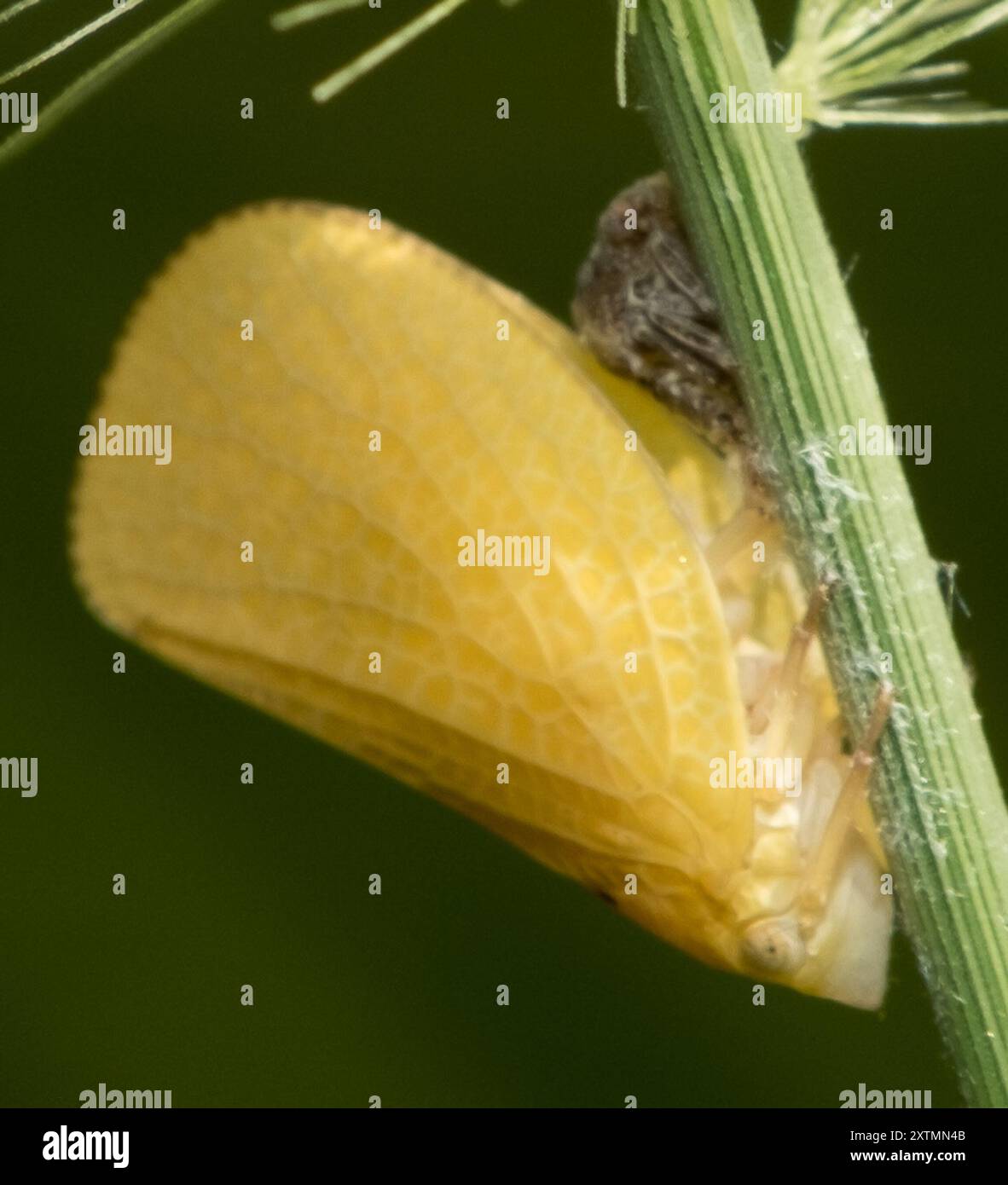 Green Cone-headed Planthopper (Acanalonia conica) Insecta Stock Photo ...