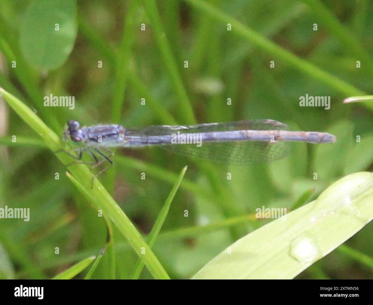 Sedge Sprite (Nehalennia irene) Insecta Stock Photo - Alamy