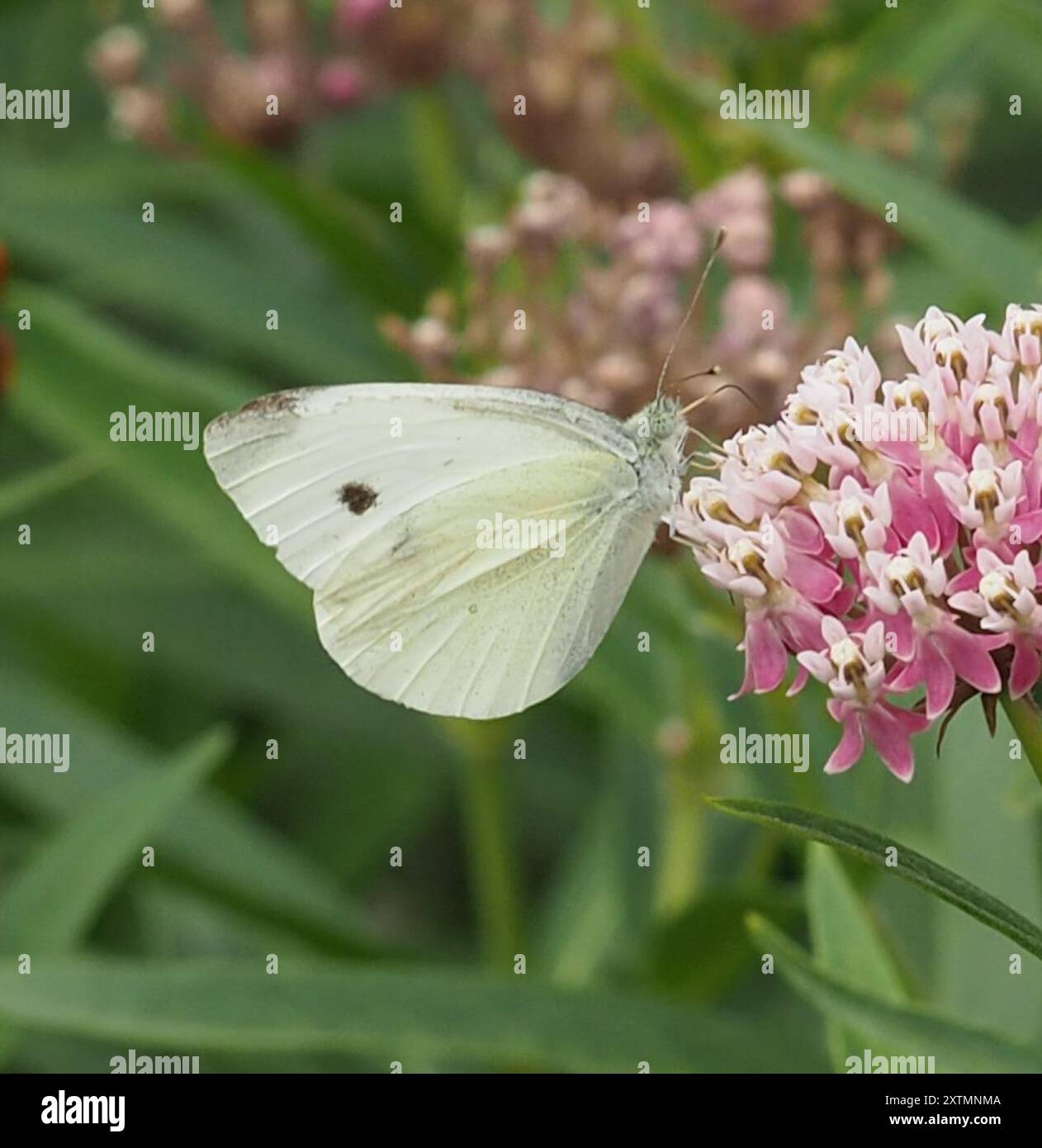 Small White (Pieris rapae) Insecta Stock Photo - Alamy
