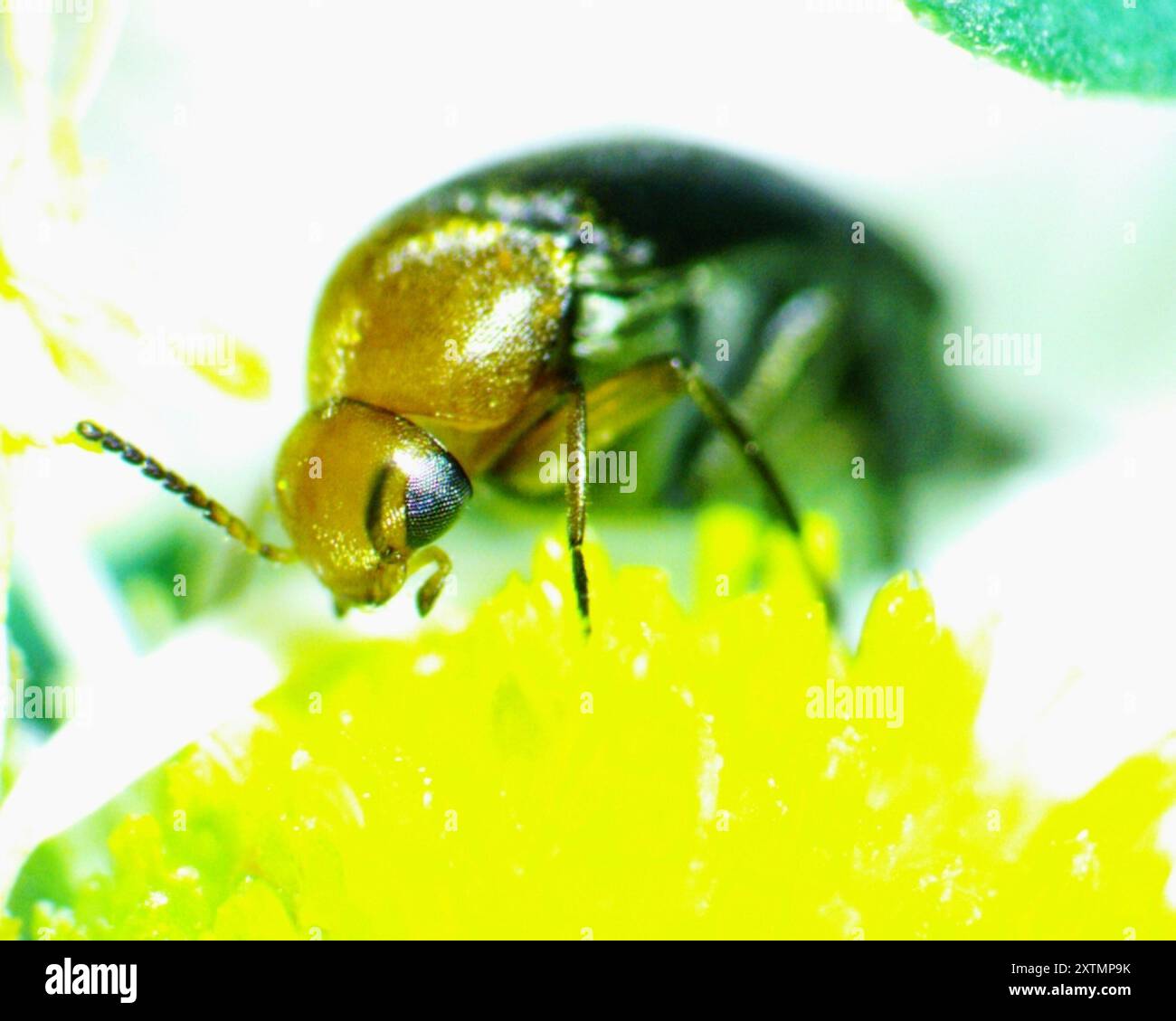 Cervical Tumbling Flower Beetle (Mordellistena cervicalis) Insecta ...