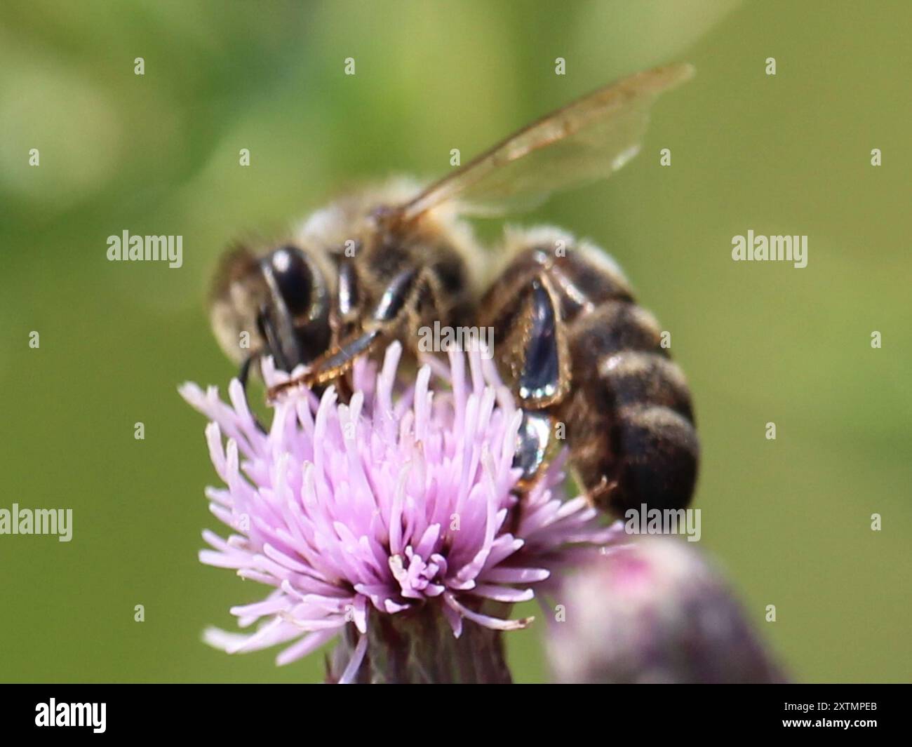 Western Honey Bee (Apis mellifera) Insecta Stock Photo - Alamy