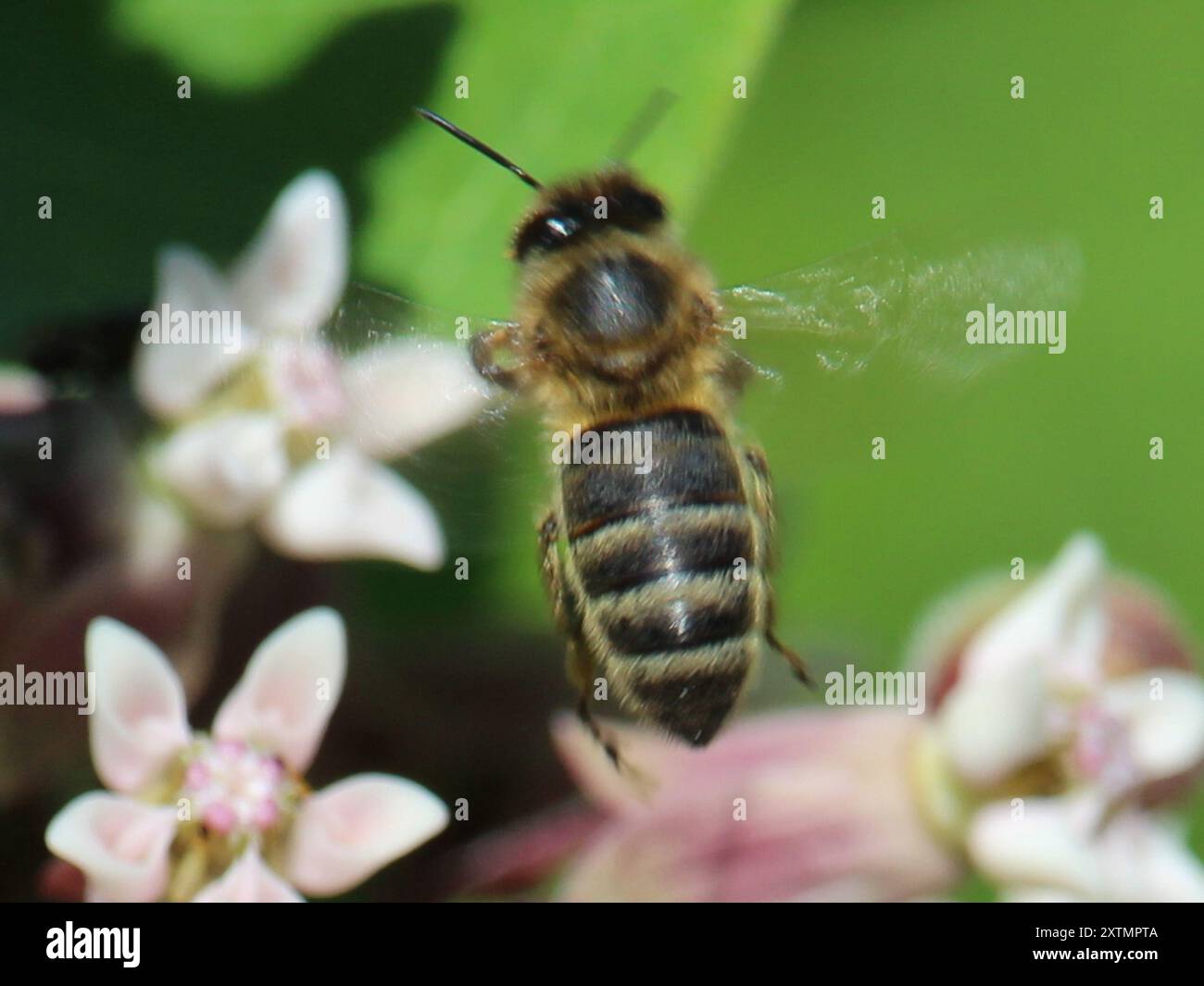 Western Honey Bee (Apis mellifera) Insecta Stock Photo - Alamy