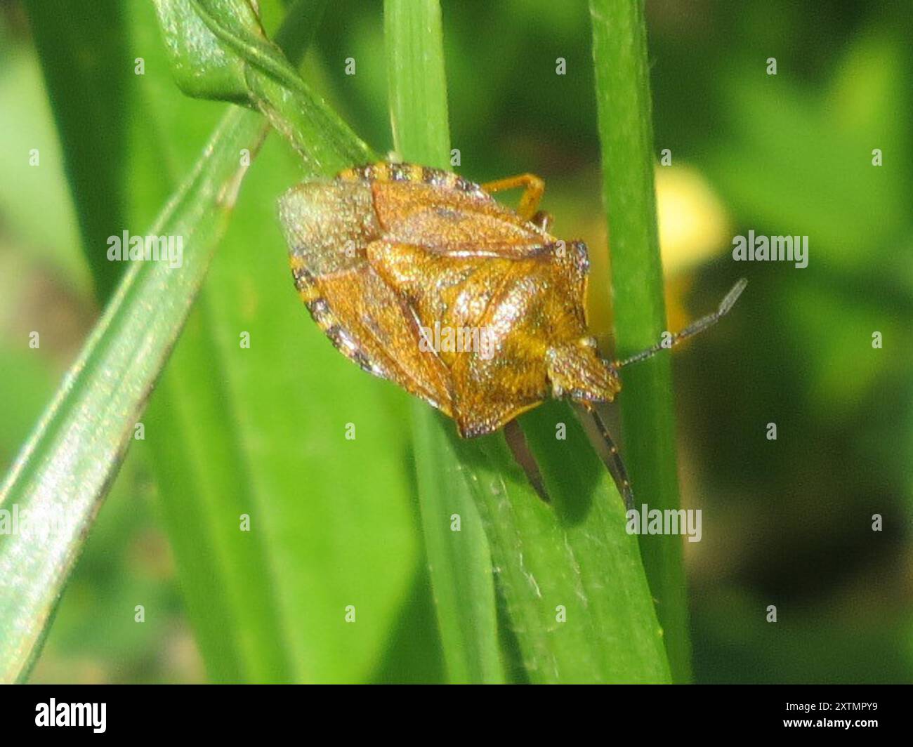 Black shouldered shieldbug hi-res stock photography and images - Alamy