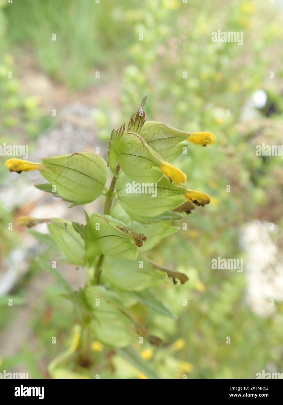 Little Yellow Rattle (Rhinanthus groenlandicus) Plantae Stock Photo - Alamy