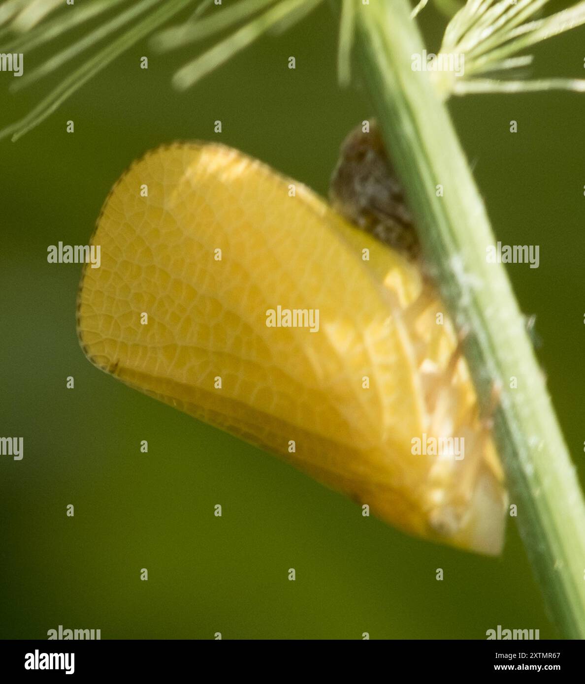Green Cone-headed Planthopper (Acanalonia conica) Insecta Stock Photo ...