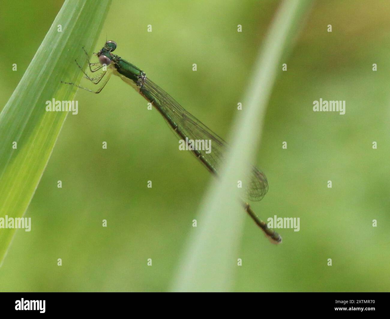 Sedge Sprite (Nehalennia irene) Insecta Stock Photo - Alamy
