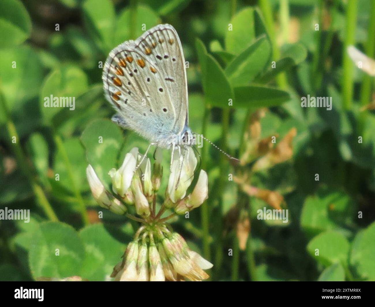 Common Blue (Polyommatus icarus) Insecta Stock Photo - Alamy