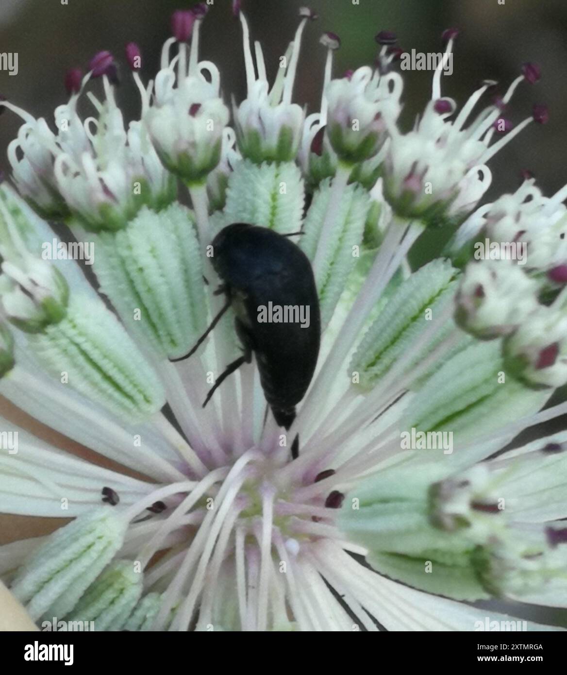 Tumbling Flower Beetles (Mordellidae) Insecta Stock Photo - Alamy