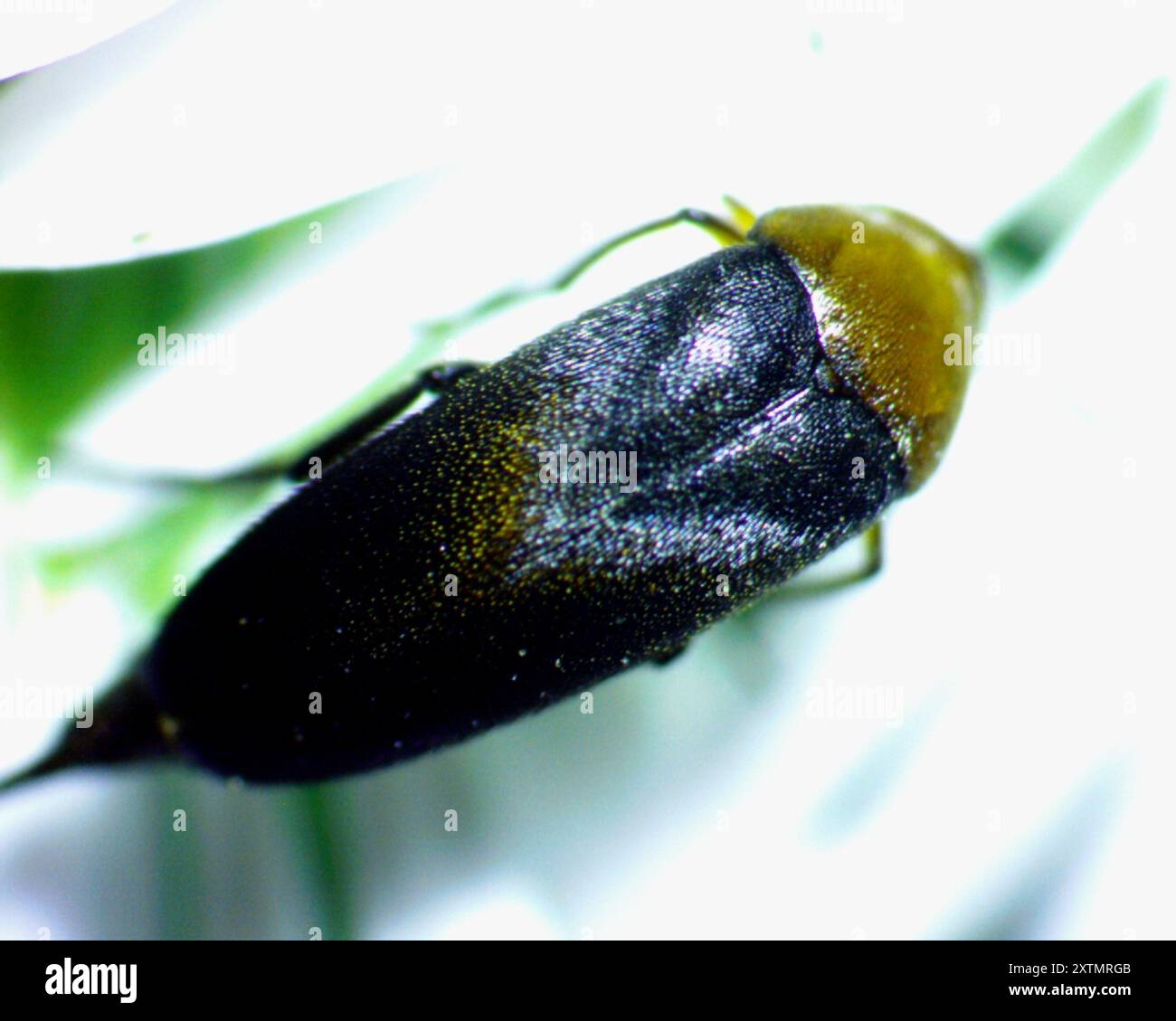 Cervical Tumbling Flower Beetle (Mordellistena cervicalis) Insecta ...