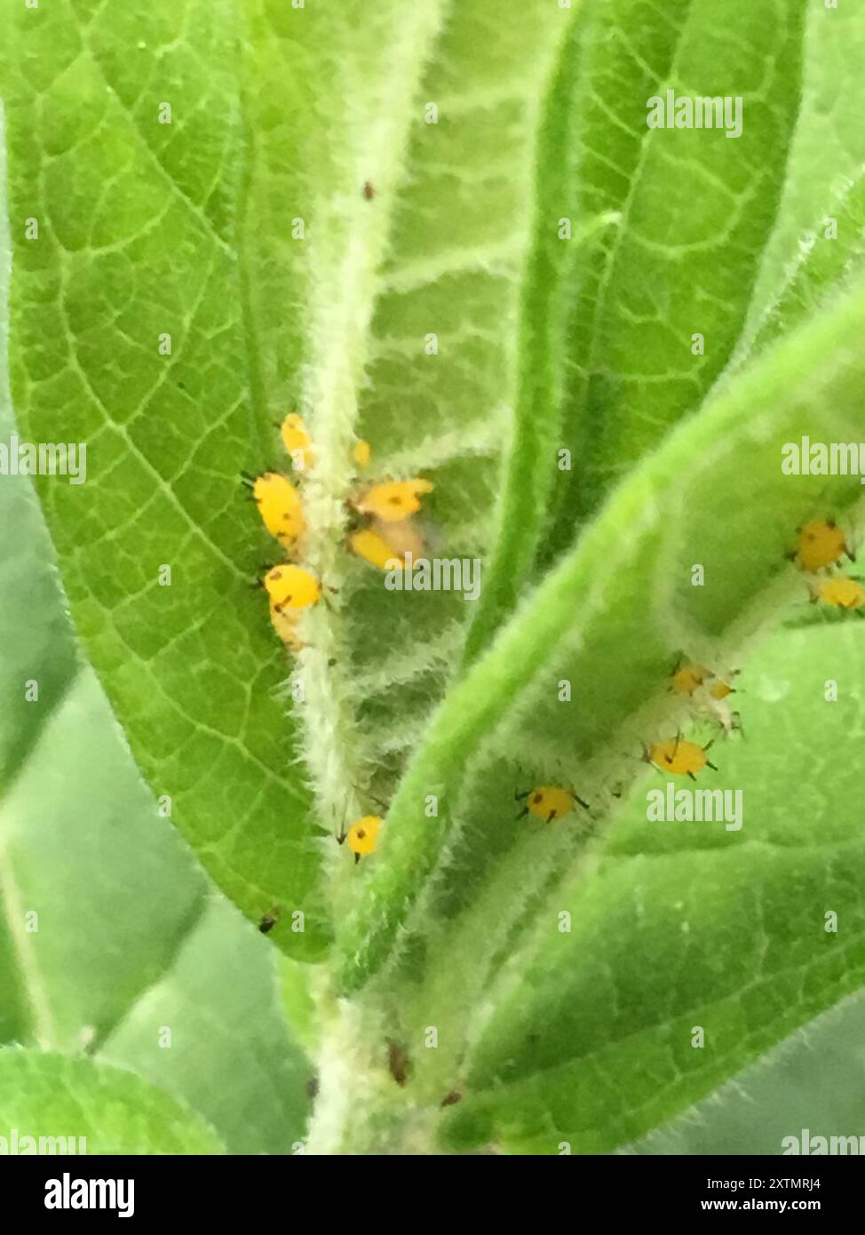 Oleander Insect Oleander Aphid (Aphis nerii) Insecta Stock Photo - Alamy