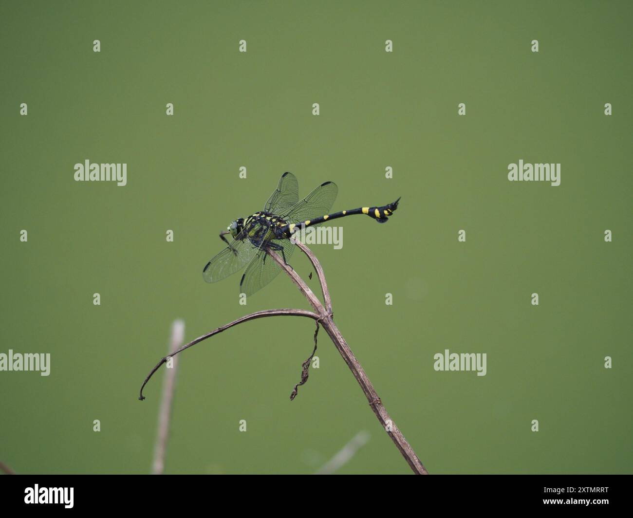 Indian Common Clubtail (Ictinogomphus rapax) Insecta Stock Photo - Alamy
