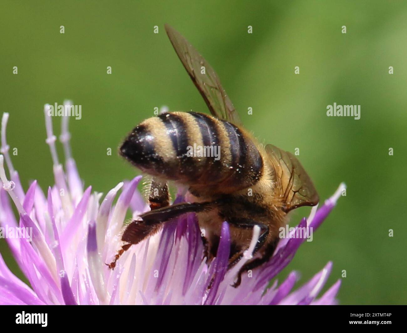 Western Honey Bee (Apis mellifera) Insecta Stock Photo - Alamy