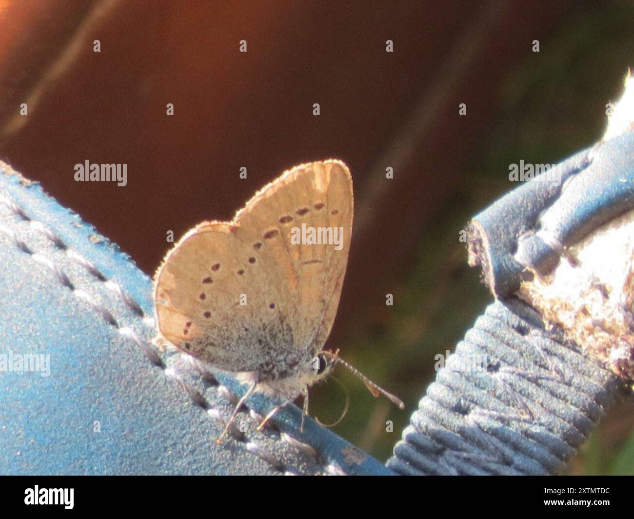 Small Blue (Cupido minimus) Insecta Stock Photo - Alamy