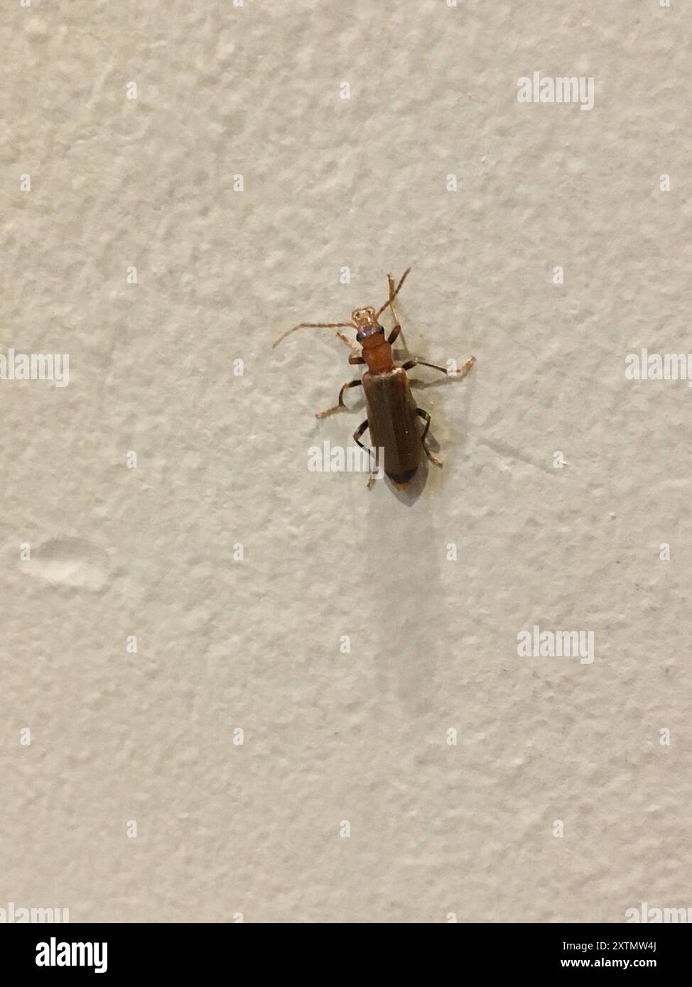 Wharf Insect Wharf Borer (Nacerdes melanura) Insecta Stock Photo - Alamy