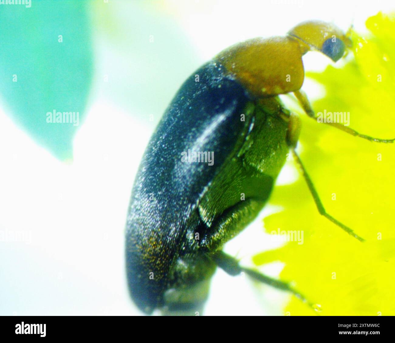 Cervical Tumbling Flower Beetle (Mordellistena cervicalis) Insecta ...