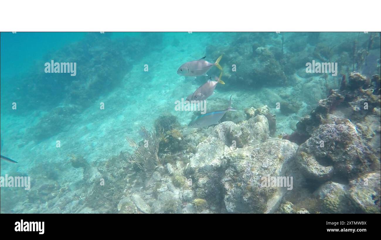 Horse-eye Jack (Caranx latus) Actinopterygii Stock Photo - Alamy