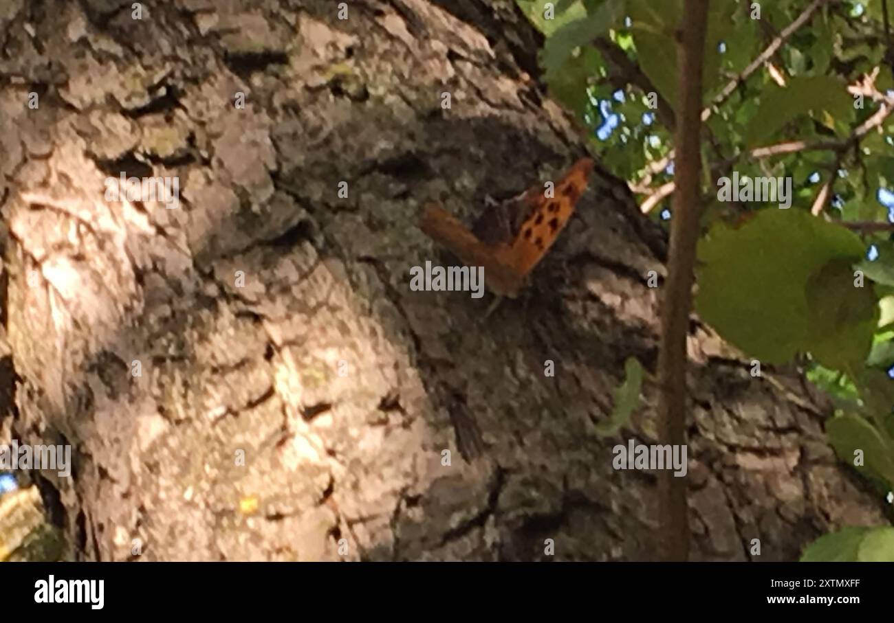 Questioning Insects Question Mark (Polygonia interrogationis) Insecta Stock Photo - Alamy