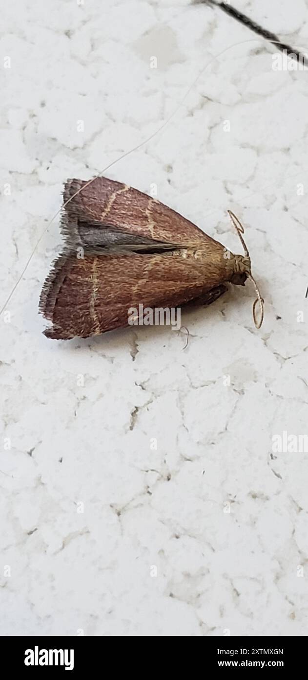 Posturing Arta Moth (Arta statalis) Insecta Stock Photo - Alamy