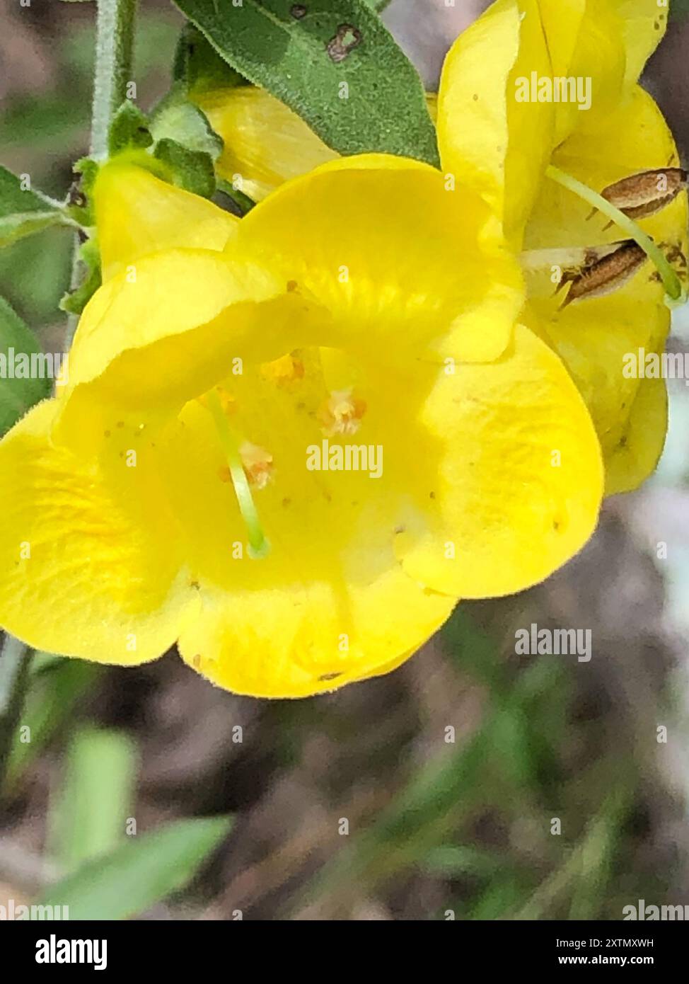 downy yellow false foxglove (Aureolaria virginica) Plantae Stock Photo ...