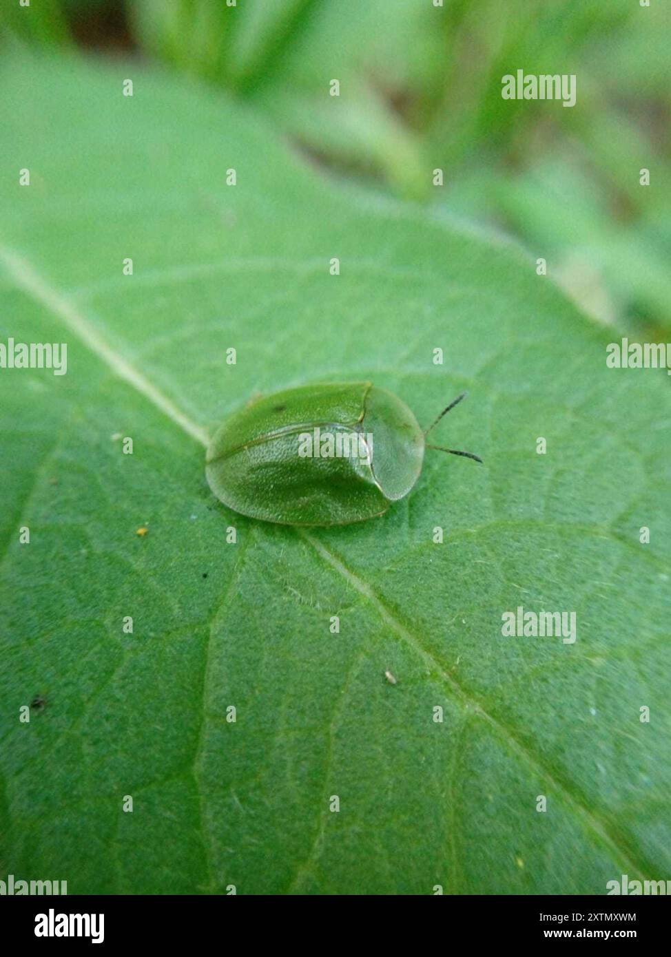 Green Tortoise Beetle (Cassida viridis) Insecta Stock Photo - Alamy
