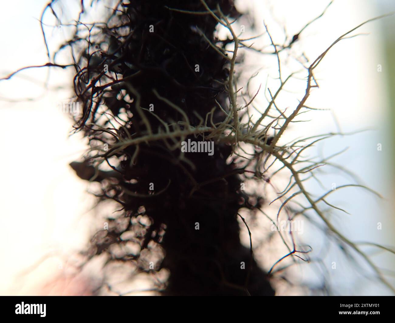 Horsehair Lichens (Bryoria) Fungi Stock Photo