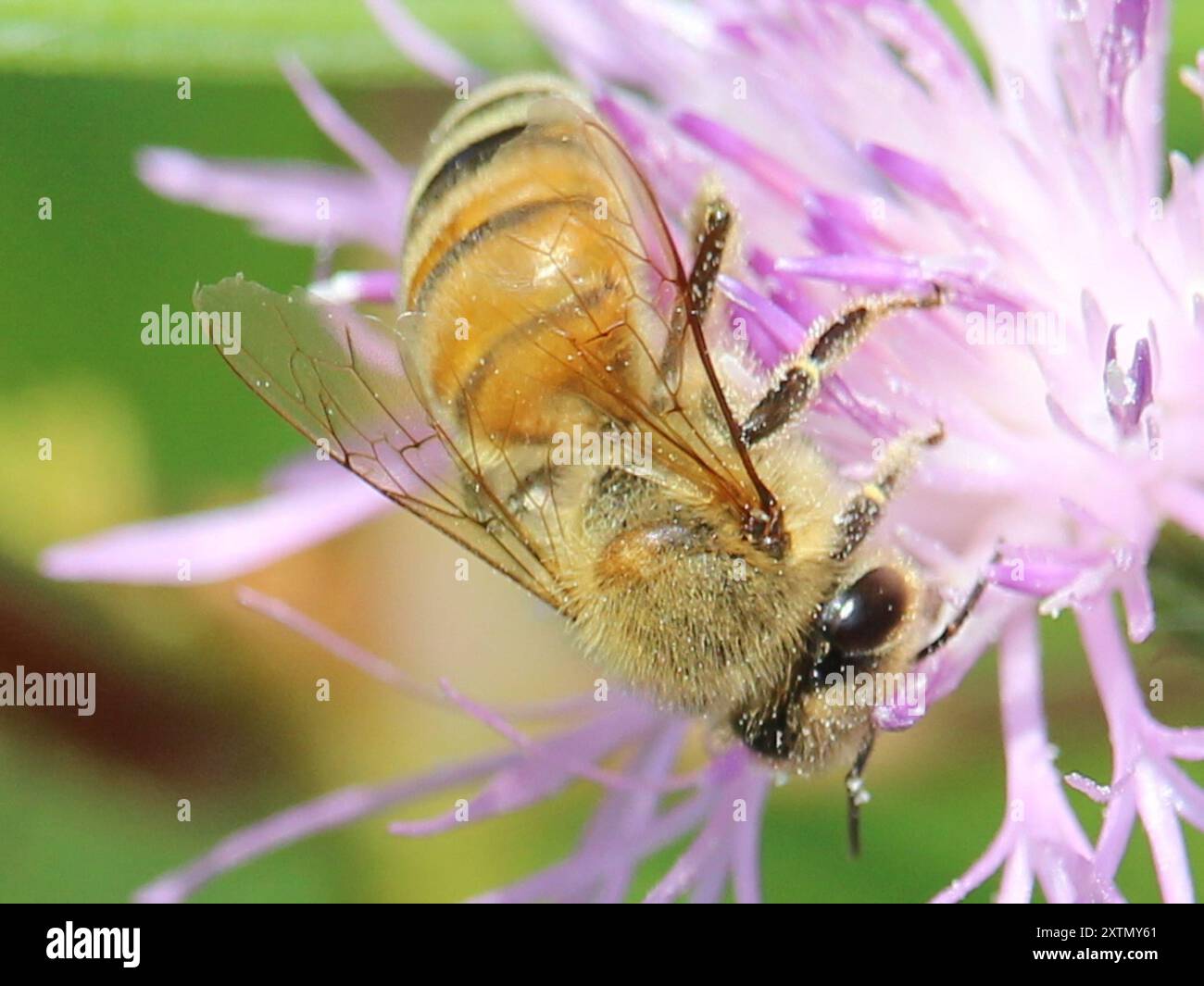 Western Honey Bee (Apis mellifera) Insecta Stock Photo - Alamy