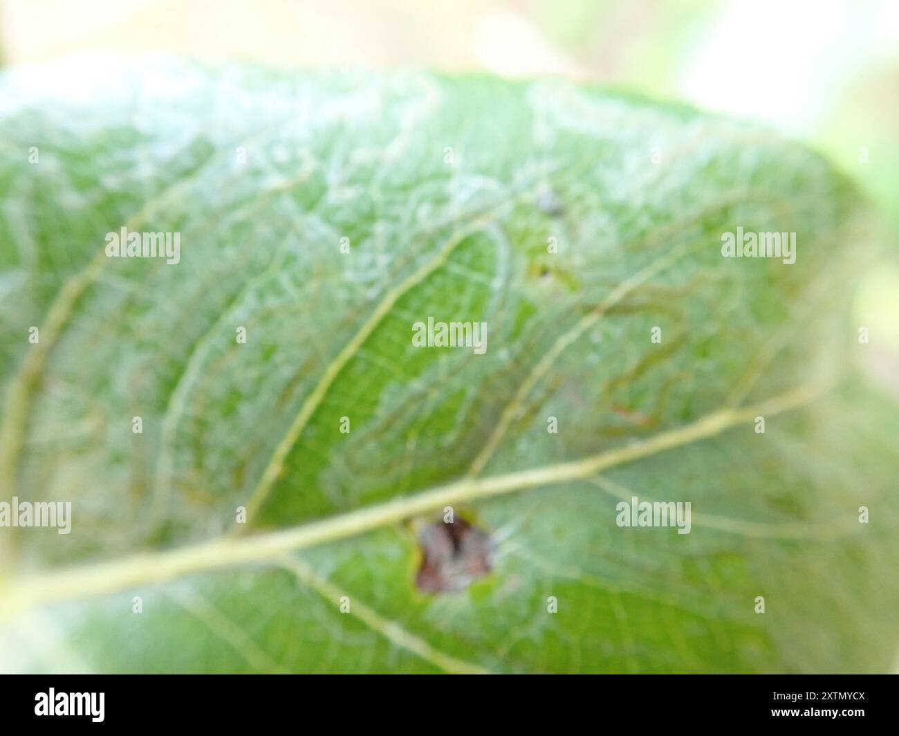 Aspen Serpentine Leafminer Moth (Phyllocnistis populiella) Insecta ...