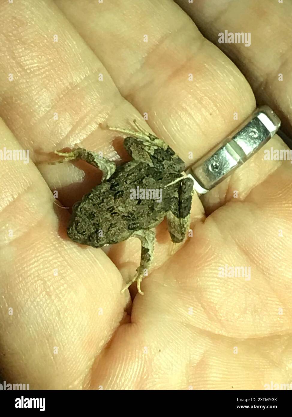 Frogs and Toads (Anura) Amphibia Stock Photo - Alamy