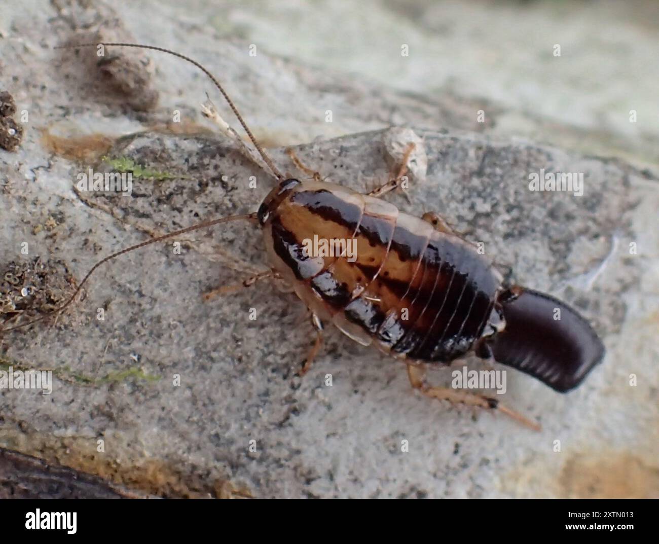 Cockroaches and Termites (Blattodea) Insecta Stock Photo - Alamy