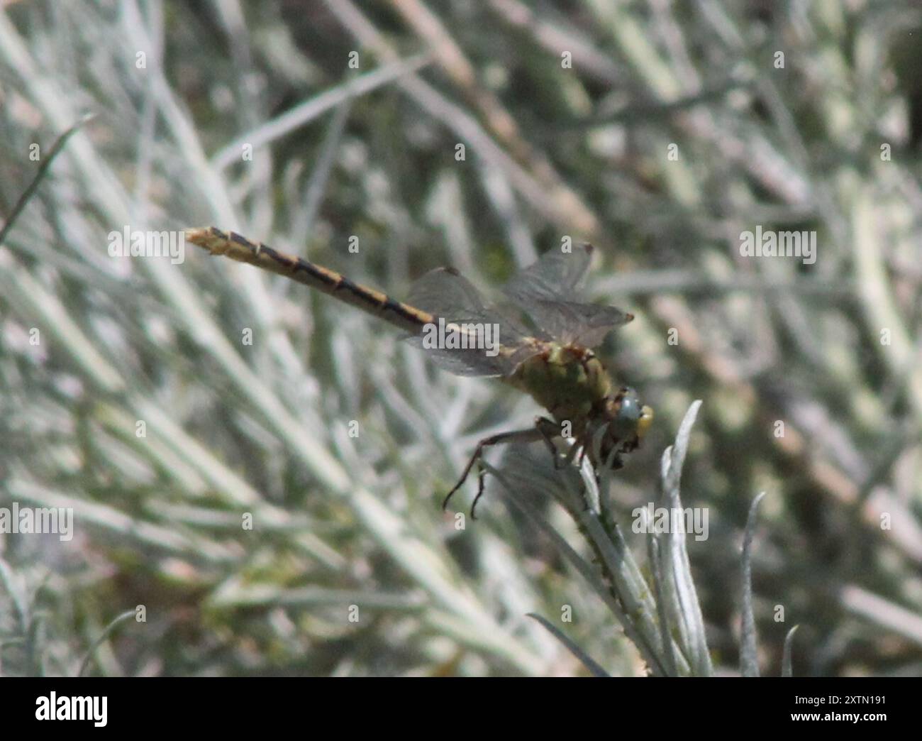 Pale Insect Pale Snaketail (Ophiogomphus severus) Insecta Stock Photo - Alamy
