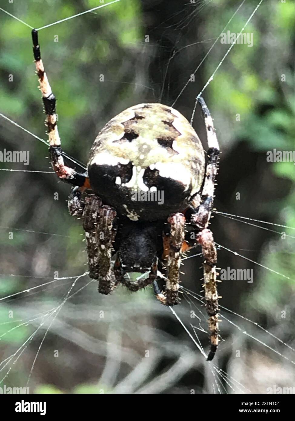 Giant Lichen Orbweaver (Araneus bicentenarius) Arachnida Stock Photo ...