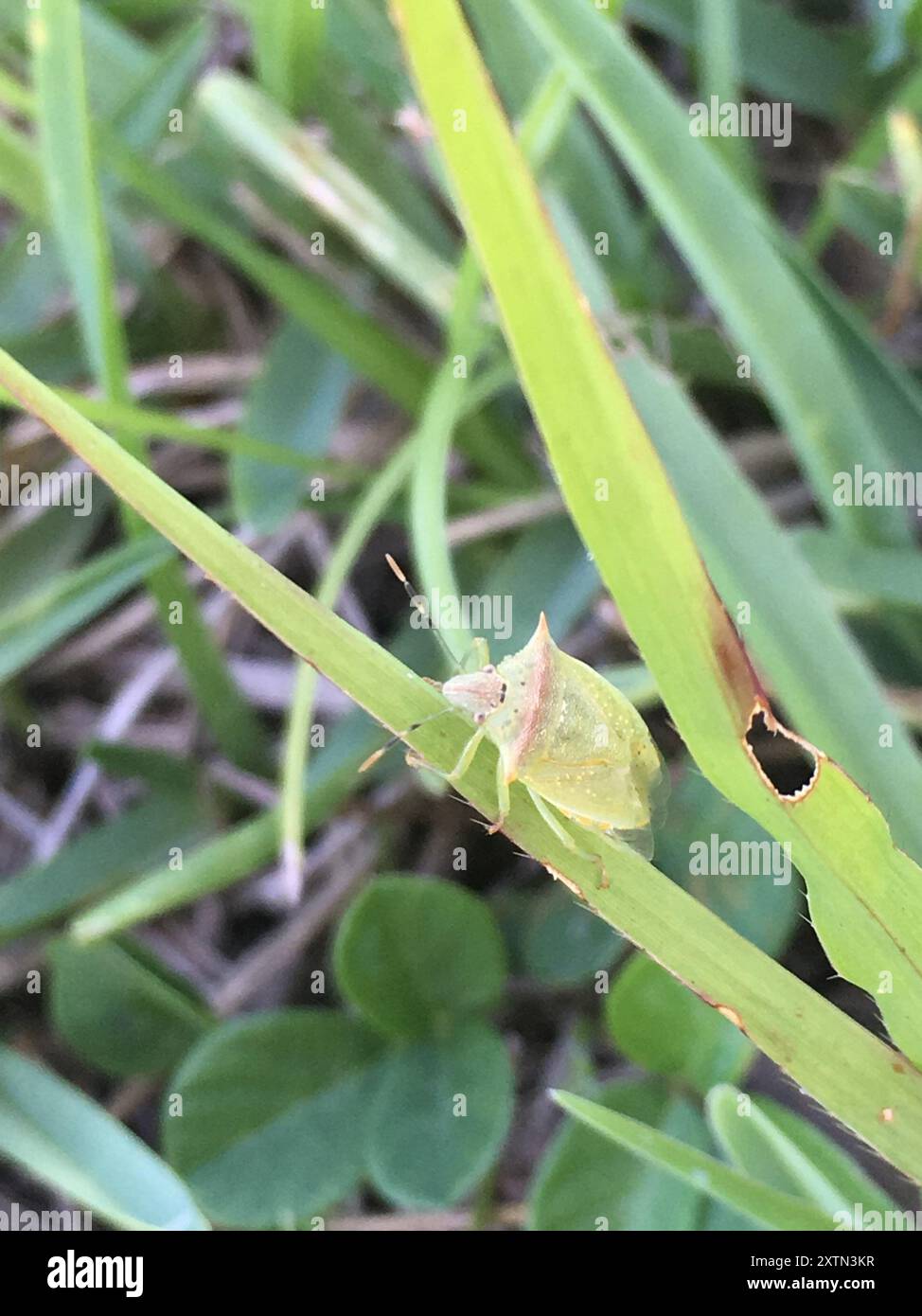 Neotropical Red-shouldered Stink Bug (Thyanta perditor) Insecta Stock ...
