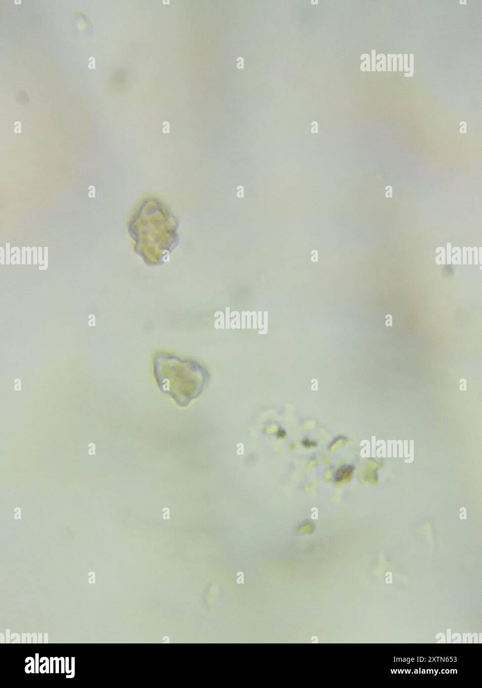 Fiber Caps (Inocybe) Fungi Stock Photo - Alamy