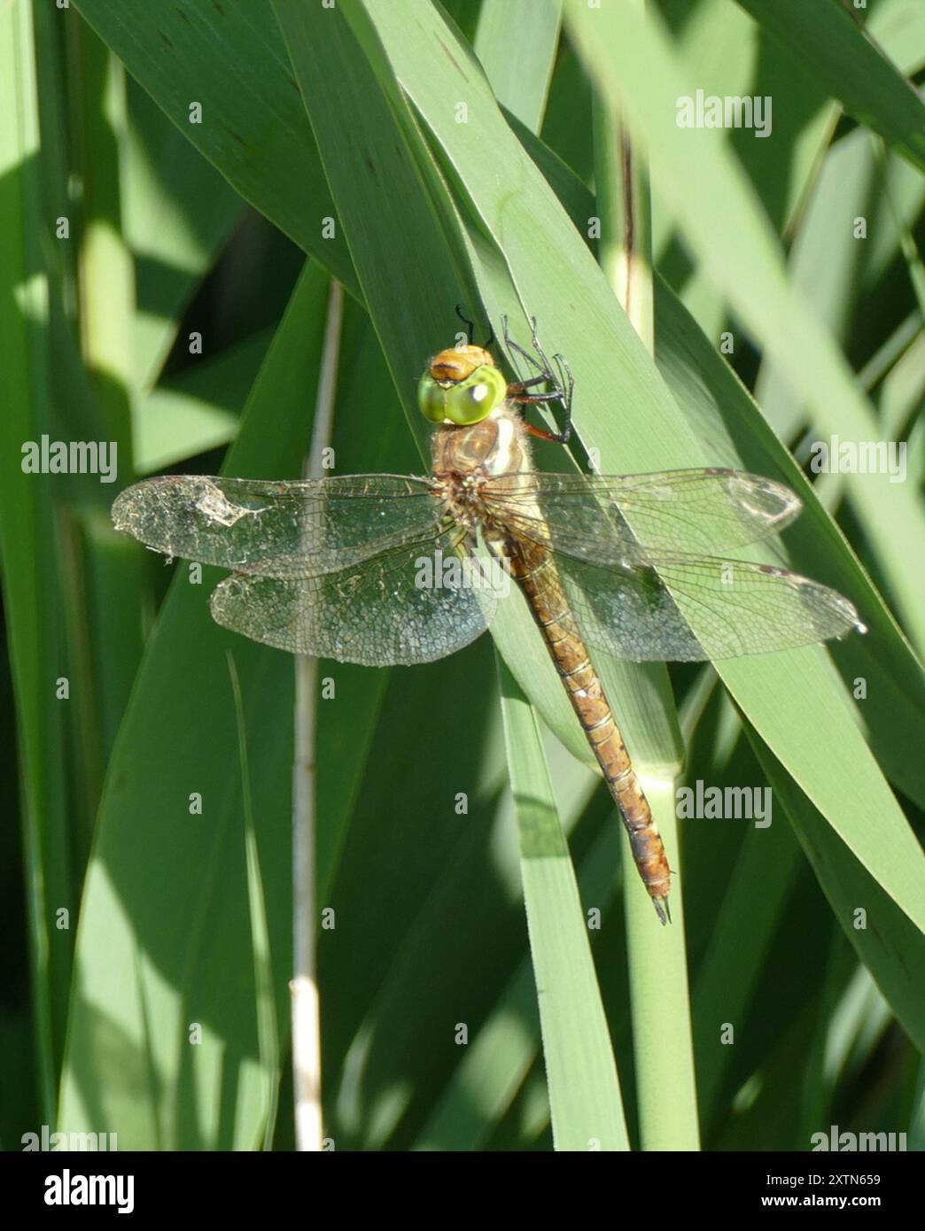 Norfolk Insects Norfolk Hawker (Isoaeschna isoceles) Insecta Stock Photo - Alamy