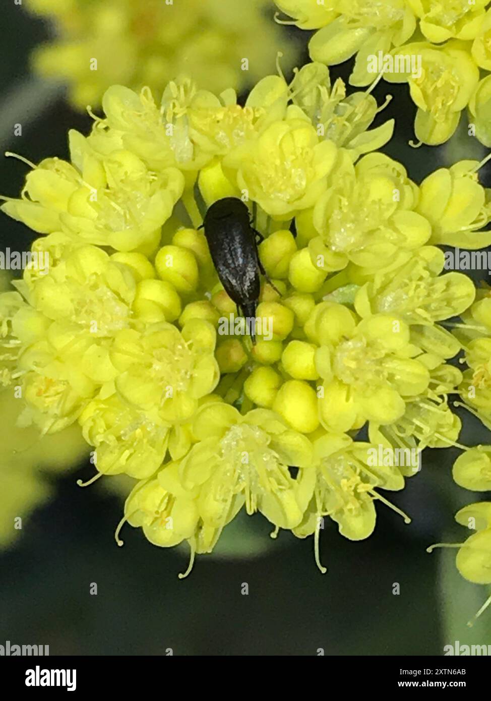 Tumbling Flower Beetles (Mordellidae) Insecta Stock Photo - Alamy
