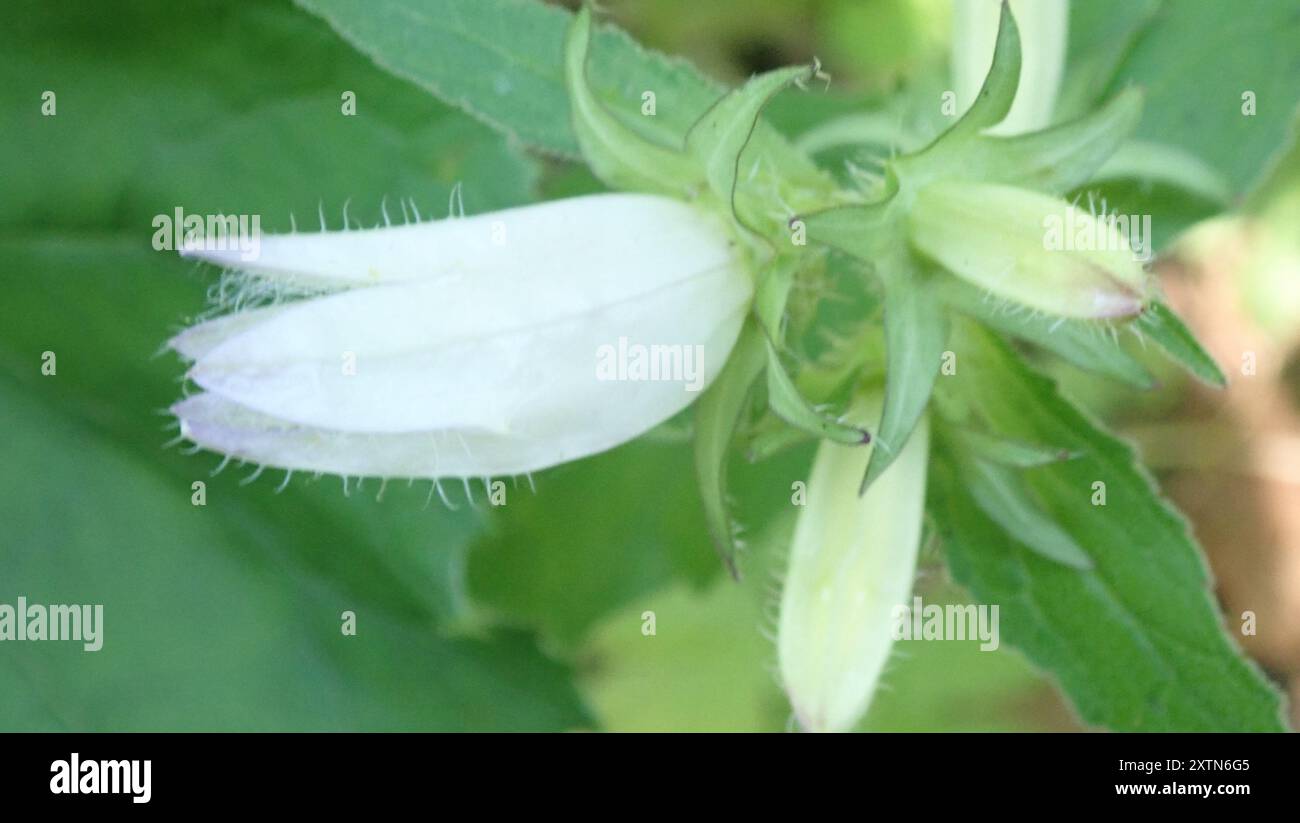Nettle leaved Bellflower Campanula Trachelium Plantae Stock Photo Alamy nettle-leaved-bellflower-campanula-trachelium-plantae-stock-photo-alamy