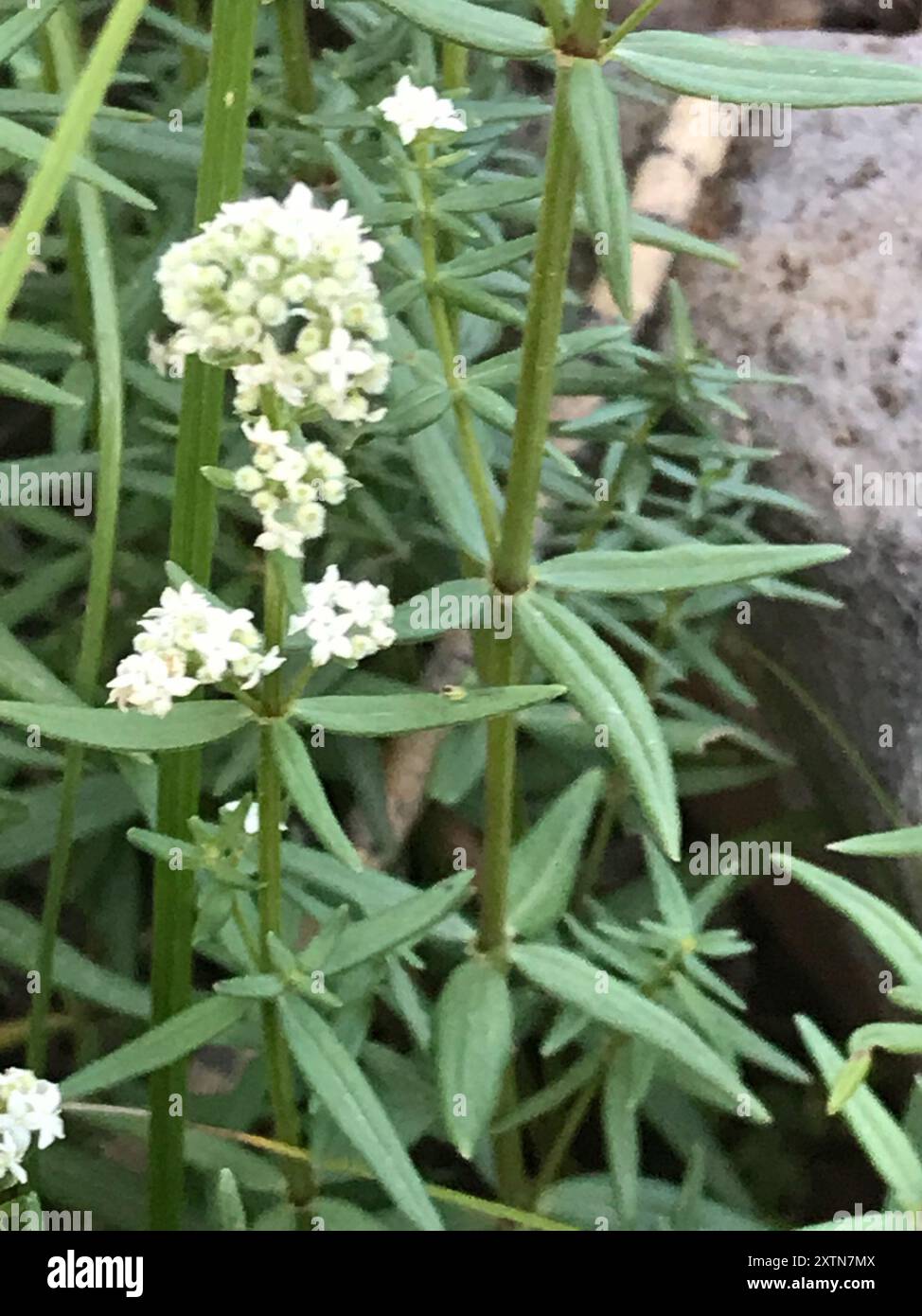 Northern Bedstraw (Galium boreale) Plantae Stock Photo - Alamy