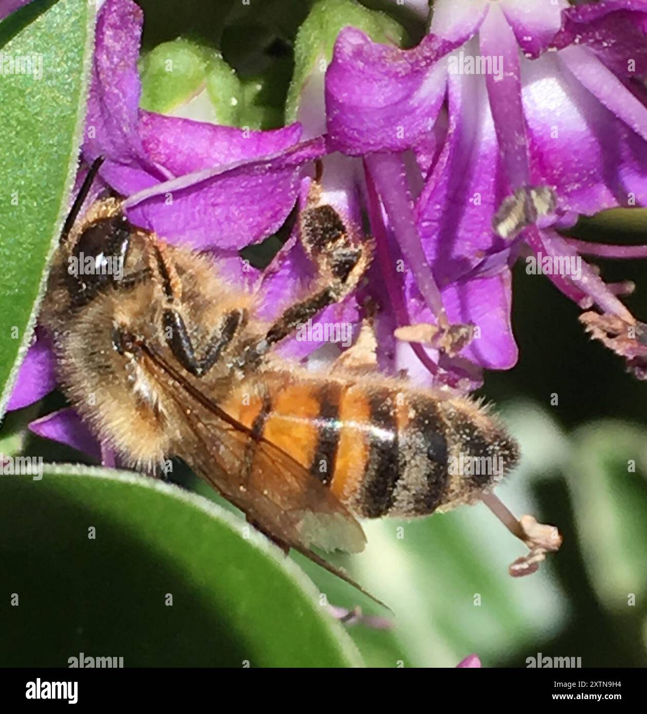 Western Honey Bee (Apis mellifera) Insecta Stock Photo - Alamy