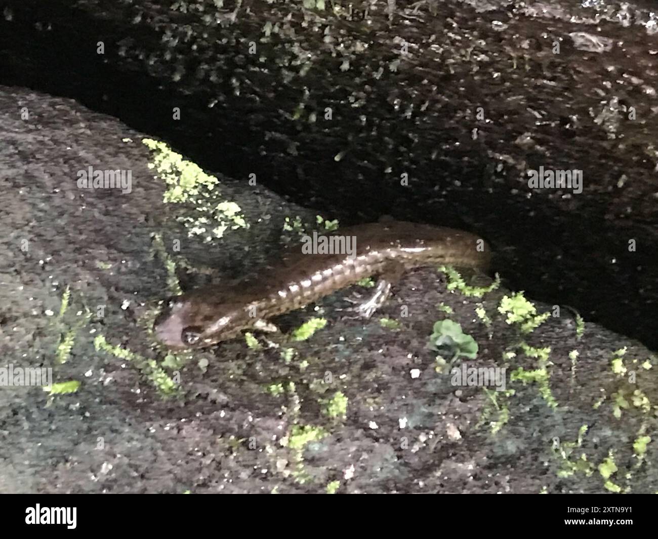 Southern Blackbelly Salamander (Desmognathus amphileucus) Amphibia ...