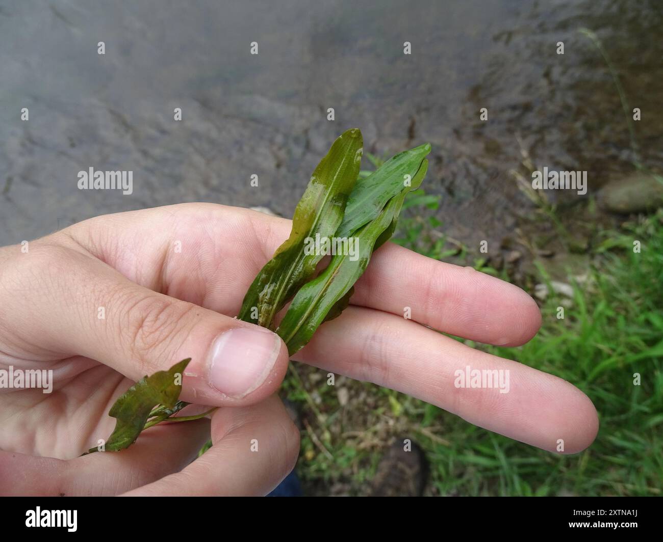 Grass leaved pondweed hi-res stock photography and images - Alamy