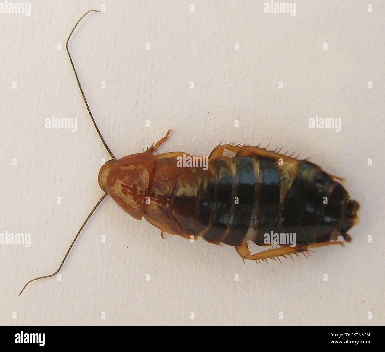 Cockroaches and Termites (Blattodea) Insecta Stock Photo - Alamy