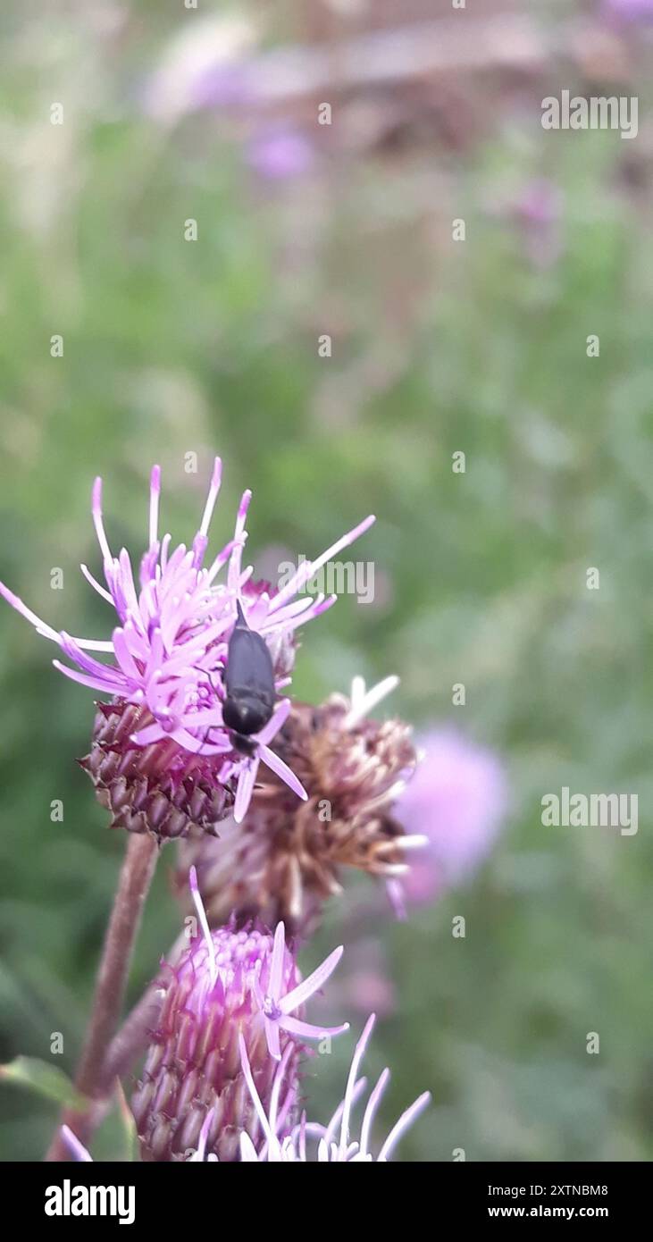 Tumbling Flower Beetles (Mordellidae) Insecta Stock Photo - Alamy