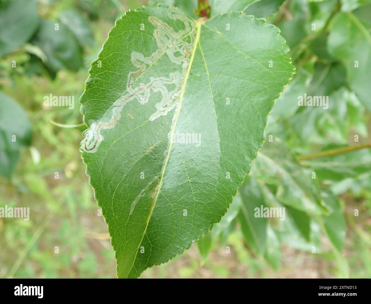 Aspen Serpentine Leafminer Moth (Phyllocnistis populiella) Insecta ...