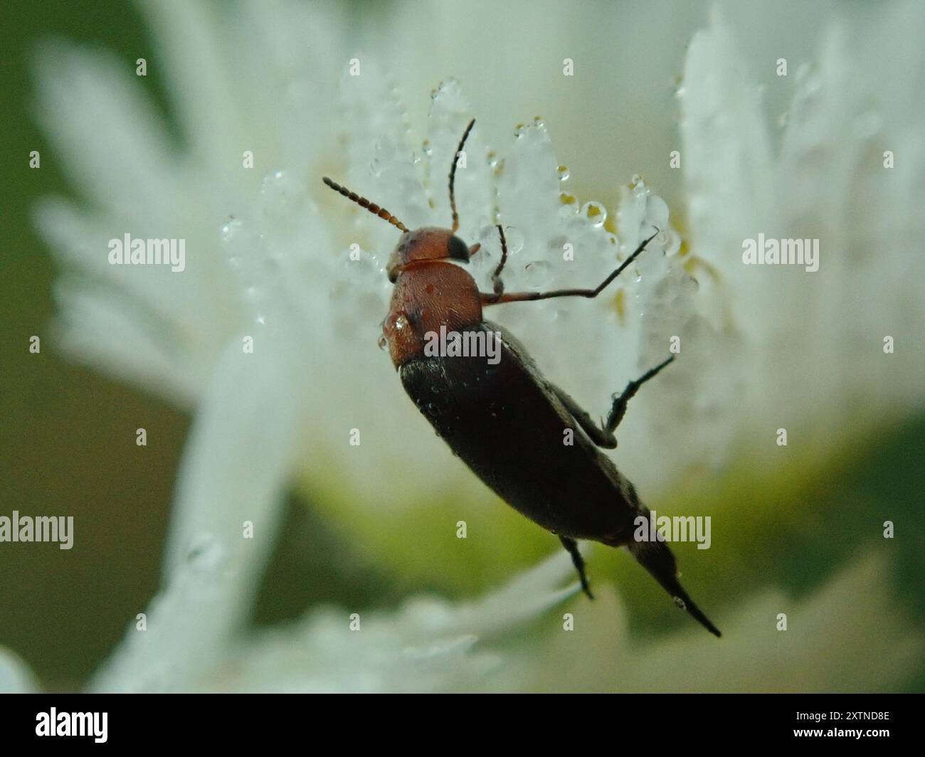 Cervical Tumbling Flower Beetle (Mordellistena cervicalis) Insecta ...